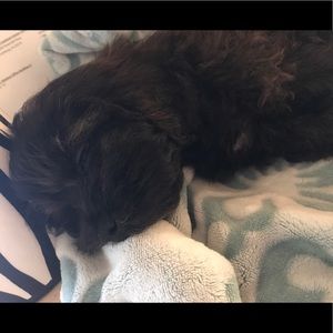 Meet your Posher, Helen